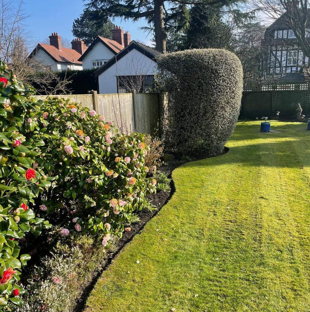 Kept Wirral garden with a curved lawn edge, camellia and clipped hedge