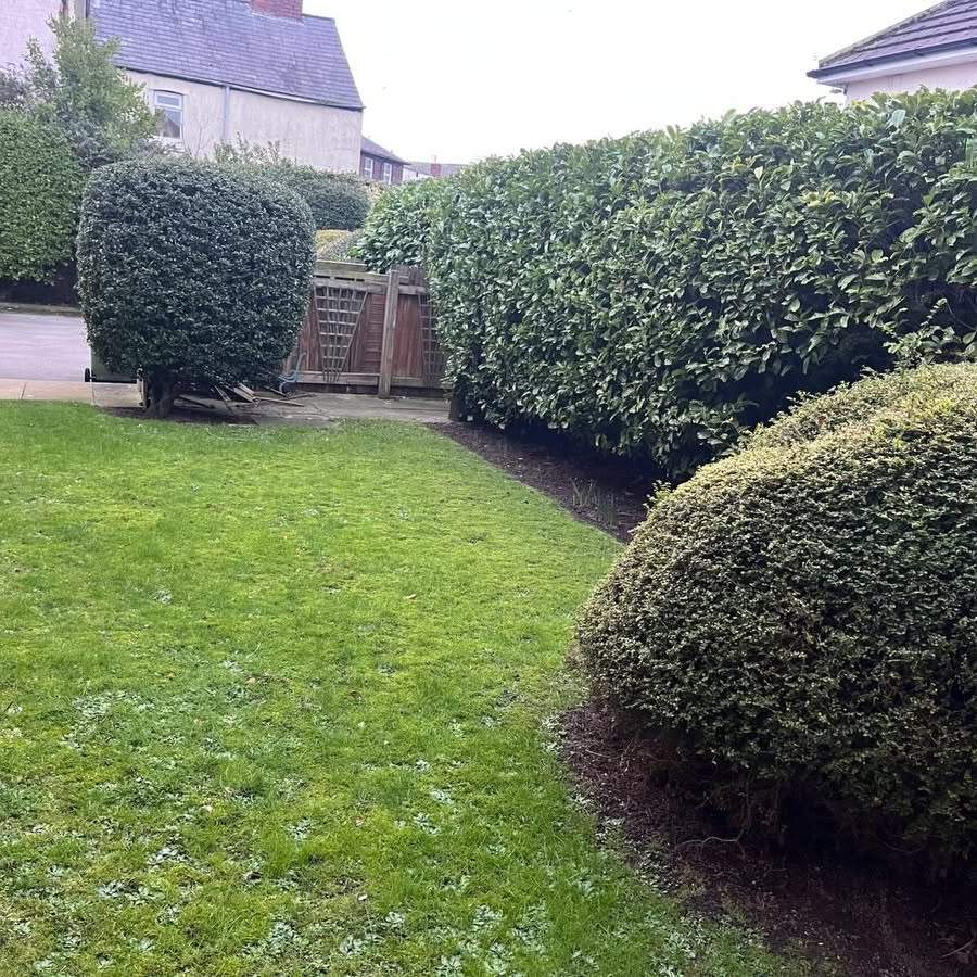 Clipped boundary hedge and topiary balls on a Wirral lawn